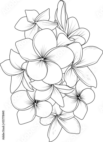 Beautiful monochrome black and white bouquet frangipani isolated on white. Hand-drawn design greeting cards and invitations for the wedding, birthdays, Valentine's Day, mother's day, and other holiday
