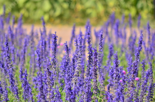 Close-up of Purple Lavender flower blooming scented fields. Bushes of lavender purple aromatic flowers at lavender fields. Sensitive focus