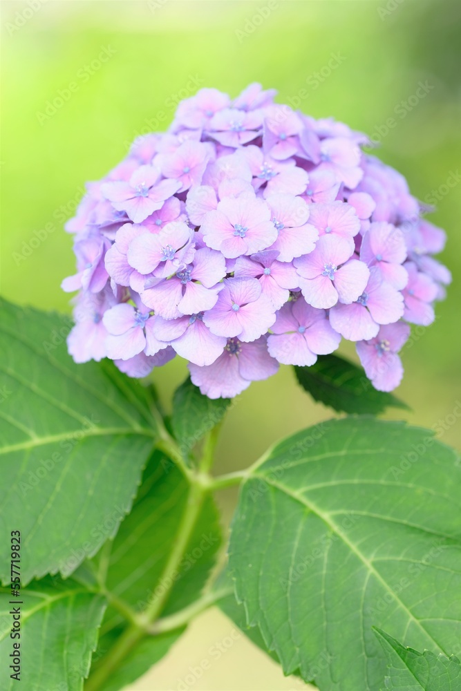 purple hydrangea in full blooming purple hydrangea in full blooming