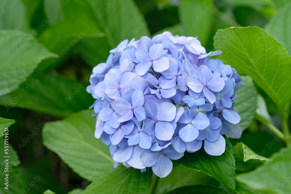 blooming flower of hydrangea tree blooming flower of hydrangea tree