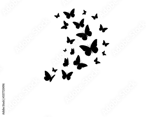 butterfly on white background