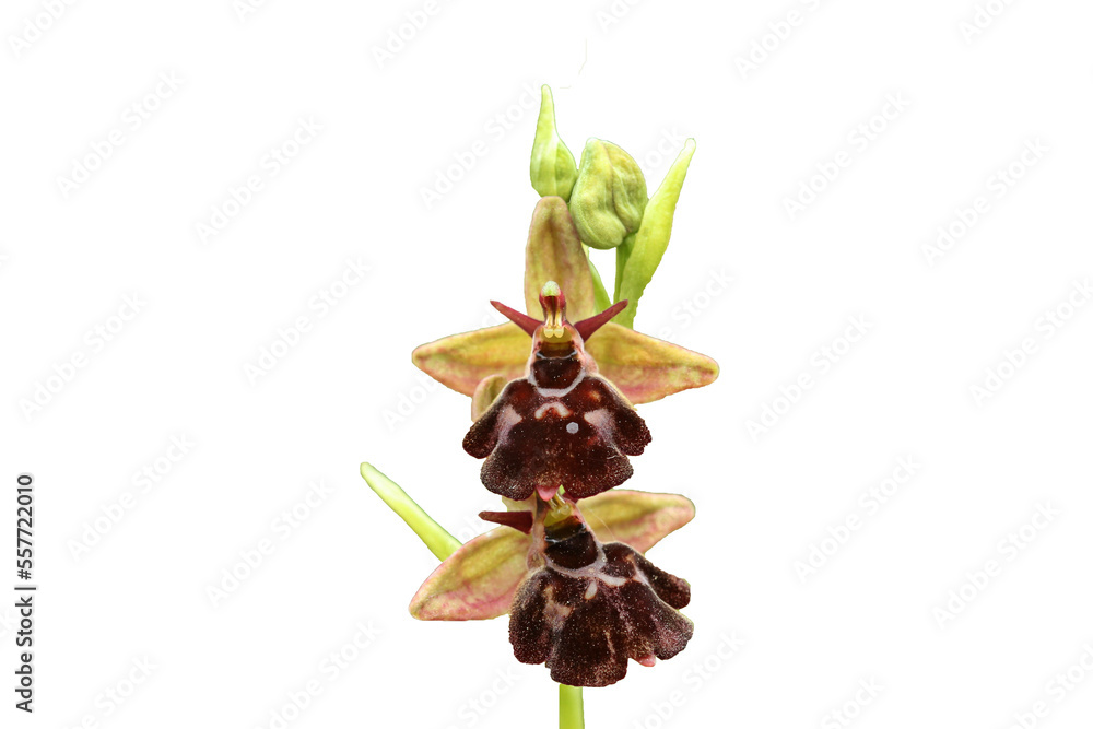 Hybride zwischen Hummel und Fliegenragwurz (Ophrys holoserica X Ophrys