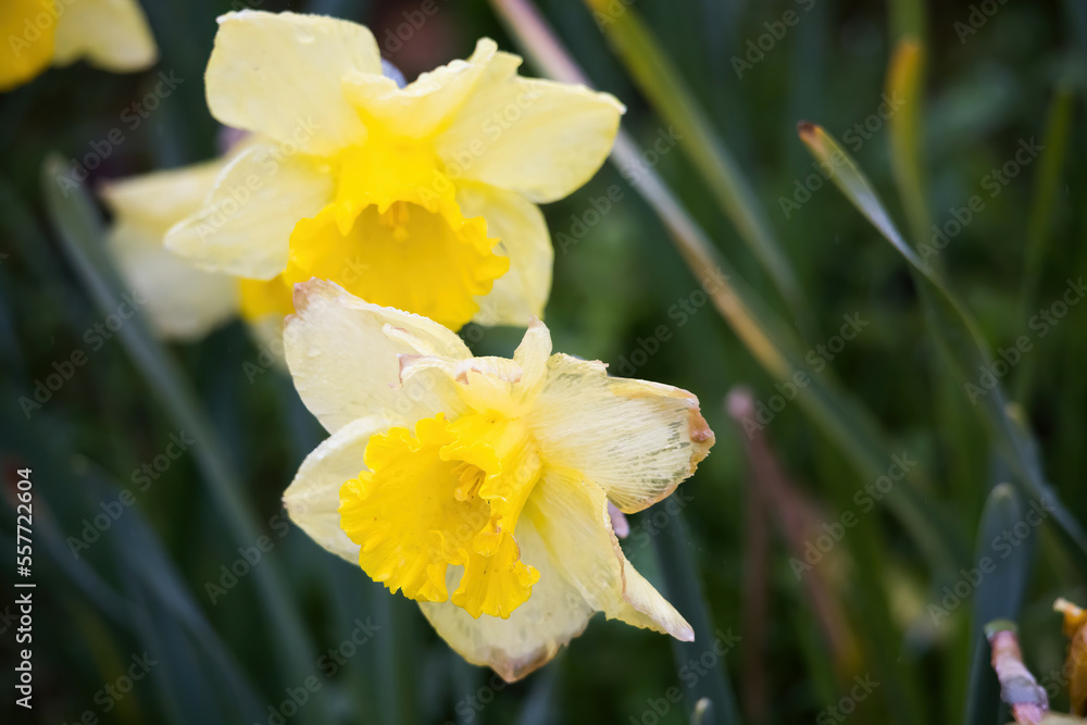 Fototapeta premium Yellow Daffodil in sunlight