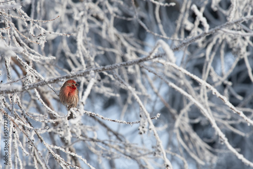 house finch in hoarfrost