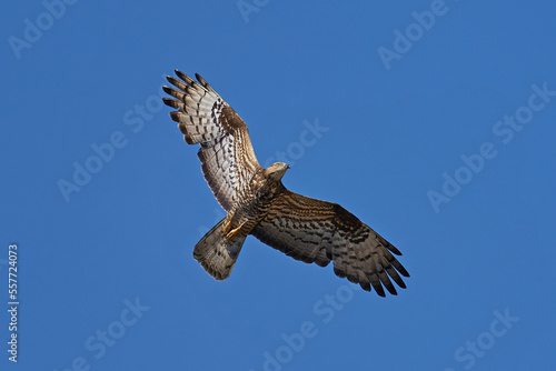 Fotografia European honey buzzard (Pernis apivorus)