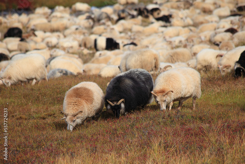 Sheeps in meadow, Iceland