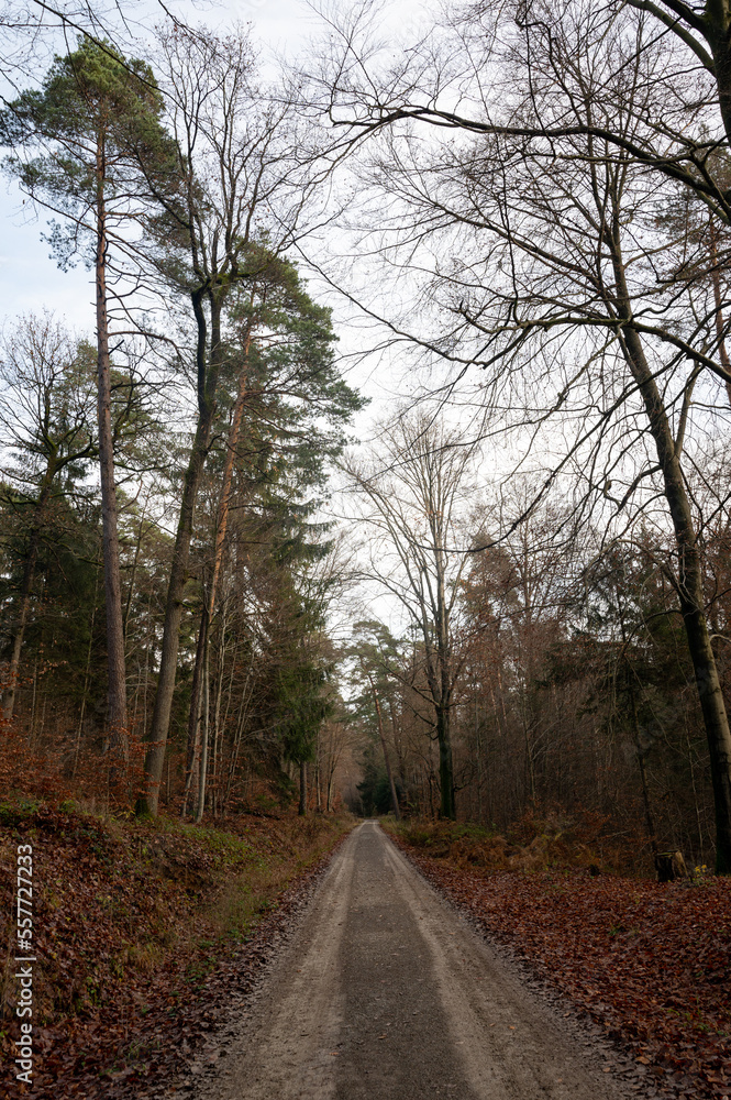Fototapeta premium A path through the autumn forest