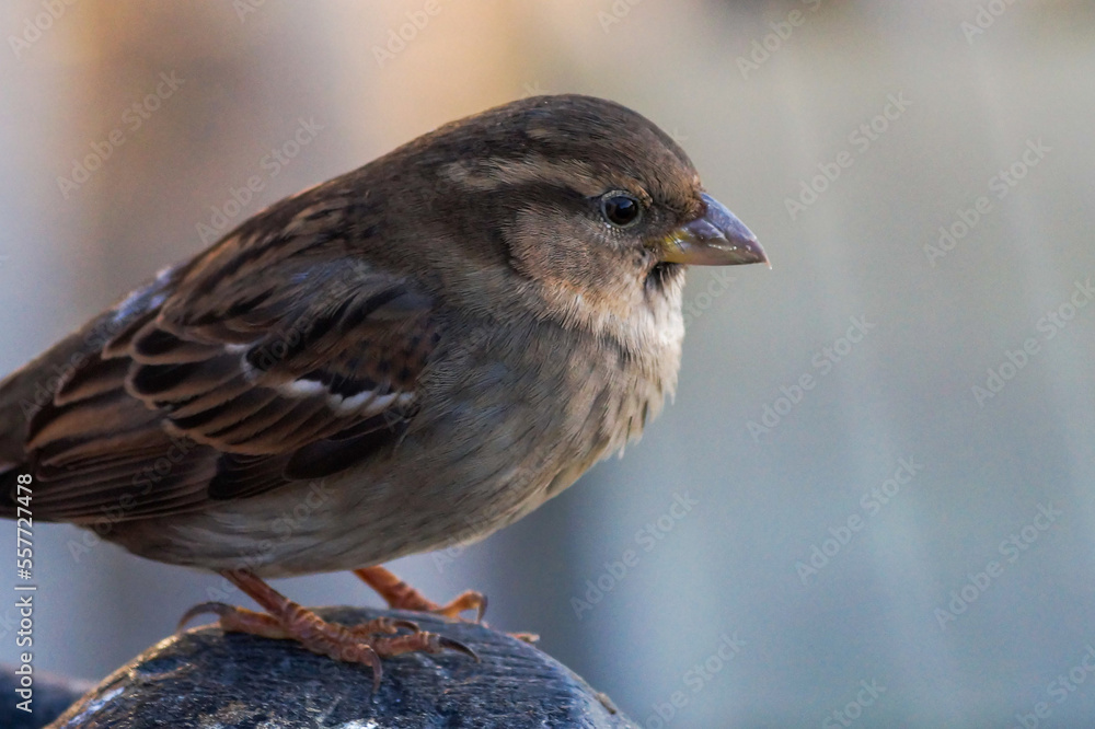 sparrow on a fence sparrow on a fence