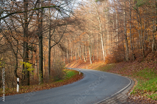 Road through an autumn forest