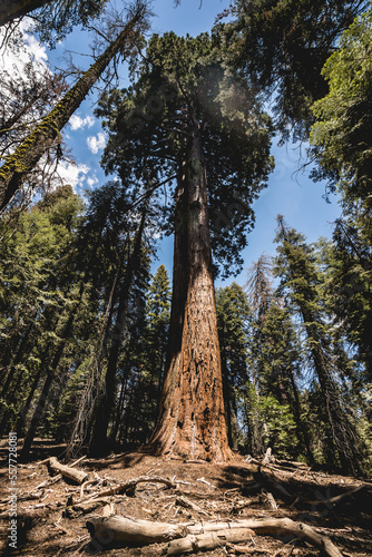Grand Sequoia tree in the Sequoia National Park, USA © Kaspars