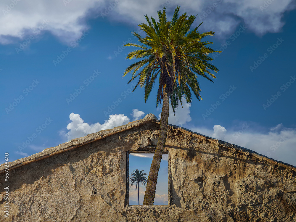 Fototapeta premium Palmera crece y sale por ventana de casa en ruinas