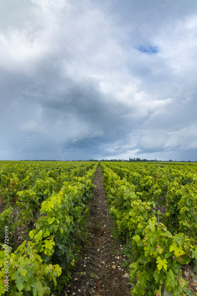 Fototapeta premium Typical vineyards near Saint-Julien-Beychevelle, Bordeaux, Aquitaine, France