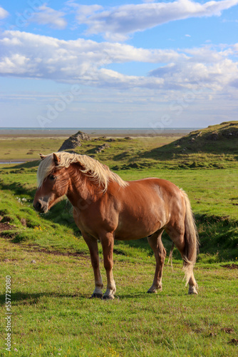 horse on a meadow