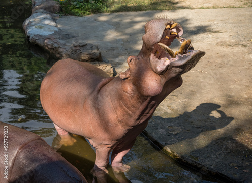 Hippo howling