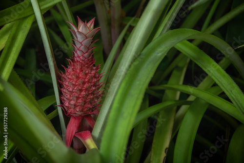 Ornamental pineapple plant with the fruit.