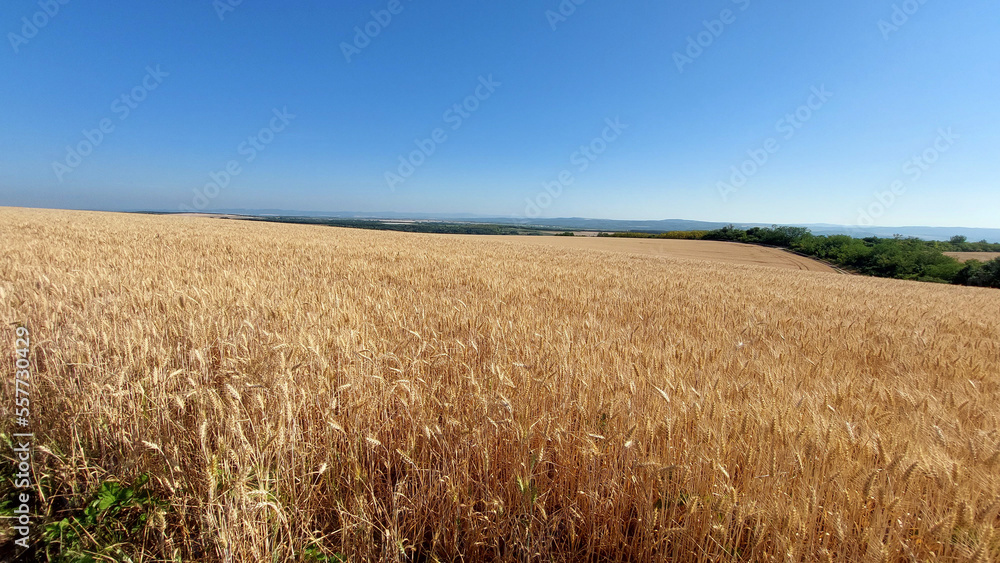 field of wheat field of wheat