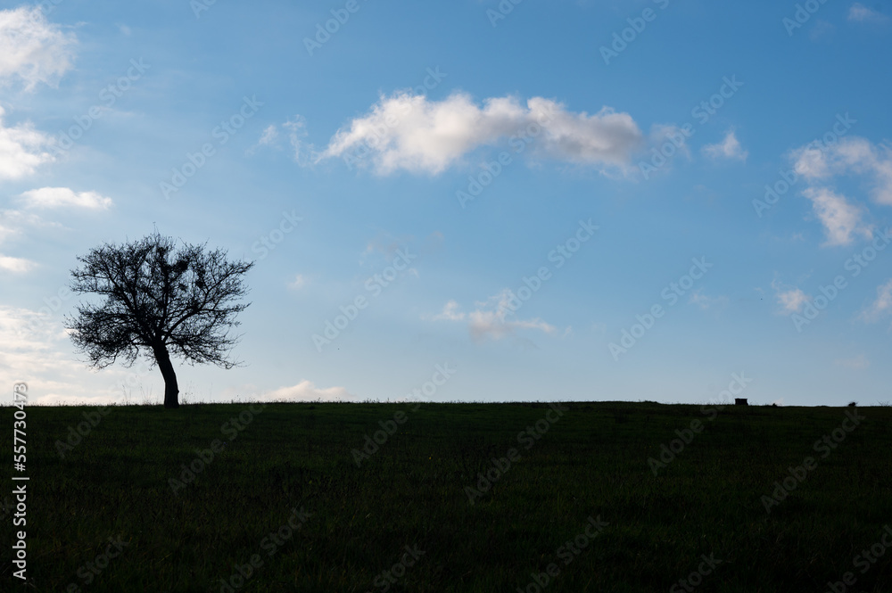 A tree in a meadow with a cloudy sky A tree in a meadow with a cloudy sky