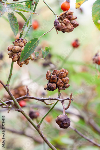 or Rosehip disease what is making the bush drying. Plant disease of Wild Rose on dandelion Dog Rose field background. High quality photo © mironovm