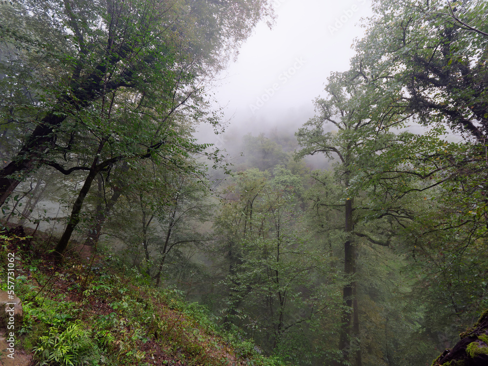 View of the misty forest from the steep path to Rudkhan Castle on a rainy day, Gilan province, Iran