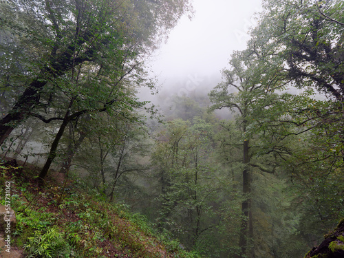 View of the misty forest from the steep path to Rudkhan Castle on a rainy day, Gilan province, Iran