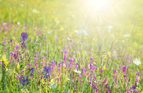 Colorful blooming meadow in summer sunlight © emilio100