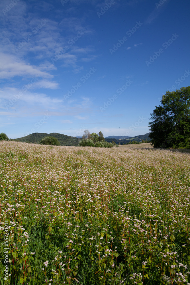 beauty of the flower field in the mountains. countryside in the field. Zeta Meadow
