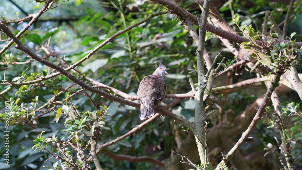 The Crested Pigeon (Ocyphaps lophotes) is a species of bird native to Australia. It's a member of the Columbidae family, which includes doves and pigeons.|冠鳩 The Crested Pigeon (Ocyphaps lophotes) is a species of bird native to Australia. It's a member of the Columbidae family, which includes doves and pigeons.|冠鳩
