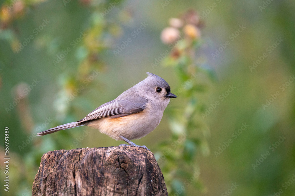 Fototapeta premium Tufted Titmouse perched on a fence post in autumn