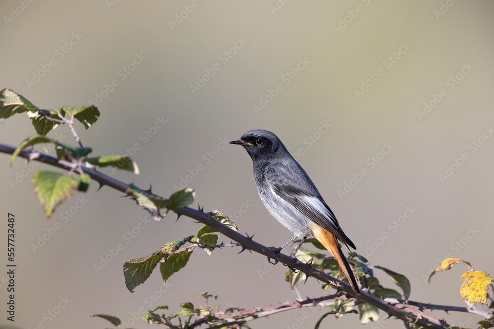 The black redstart (Phoenicurus ochruros) is a small passerine bird The black redstart (Phoenicurus ochruros) is a small passerine bird