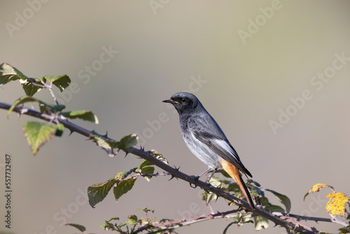 The black redstart (Phoenicurus ochruros) is a small passerine bird