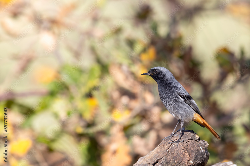Obraz premium The black redstart (Phoenicurus ochruros) is a small passerine bird