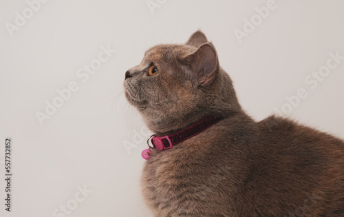 British shorthair gray cat lies on a white background. Resting a pet on isolation. Harvesting, template for advertising cat food.