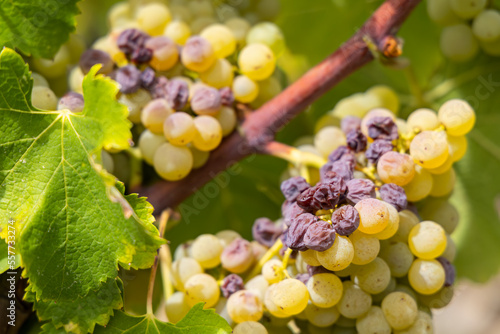 Photos Typical grapes with botrytis cinerea for sweet wines, Sauternes, Bordeaux, Aquit