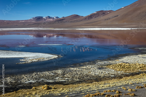 Laguna Colorada mit Flamingos auf 4278 m (ü.M.), Bolivien