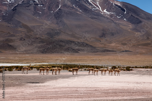 Vicuñas, Laguna Canapa, Bolivien photo