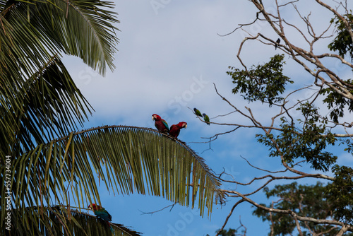 Grünflügelaras (Ara chloropterus), Tambo Blanquillo Nature reserve,  Manú, Peru photo