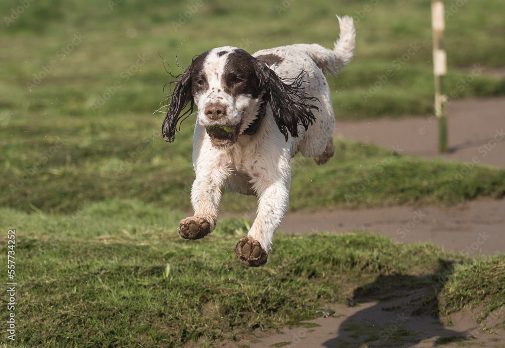 Springer spaniel in flight/mid-air. Springer spaniel in flight/mid-air.