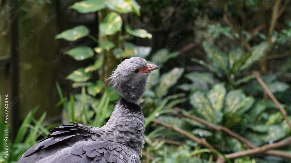 Southern Screamer|Chauna torquata|冠叫鴨 Southern Screamer|Chauna torquata|冠叫鴨