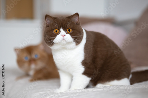 Britisch Kurzhaar Kitten Luxus Katzen