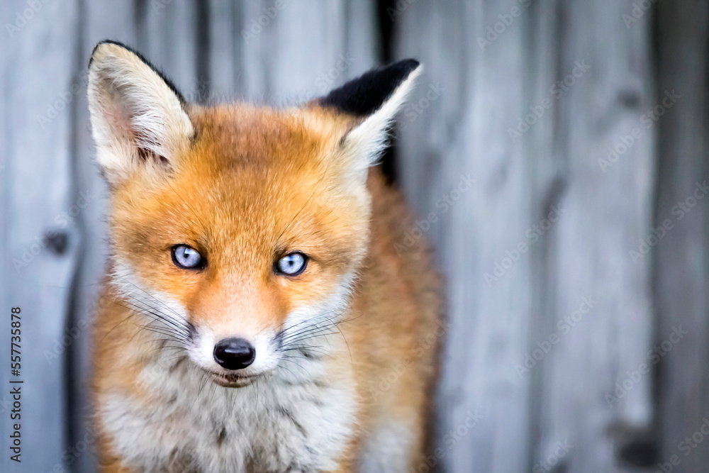 Fototapeta premium Rotfuchs Welpe - Vulpes vulpes