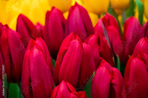 Bright spring fresh tulips close-up. Background from colorful flowers.
