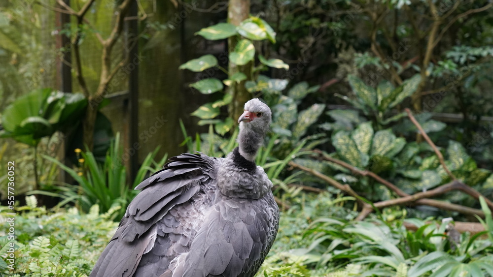 Southern Screamer|Chauna torquata|冠叫鴨 Southern Screamer|Chauna torquata|冠叫鴨