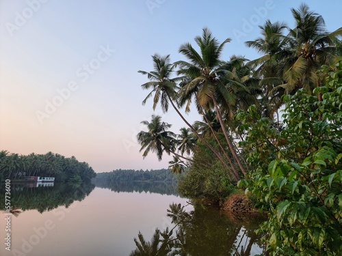 Coconut Trees near the kadalundi river in Kerala India. 