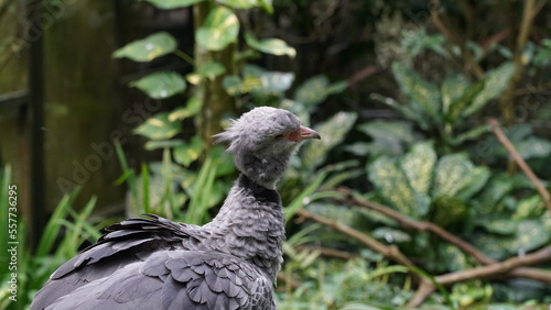 Southern Screamer Chauna torquata          