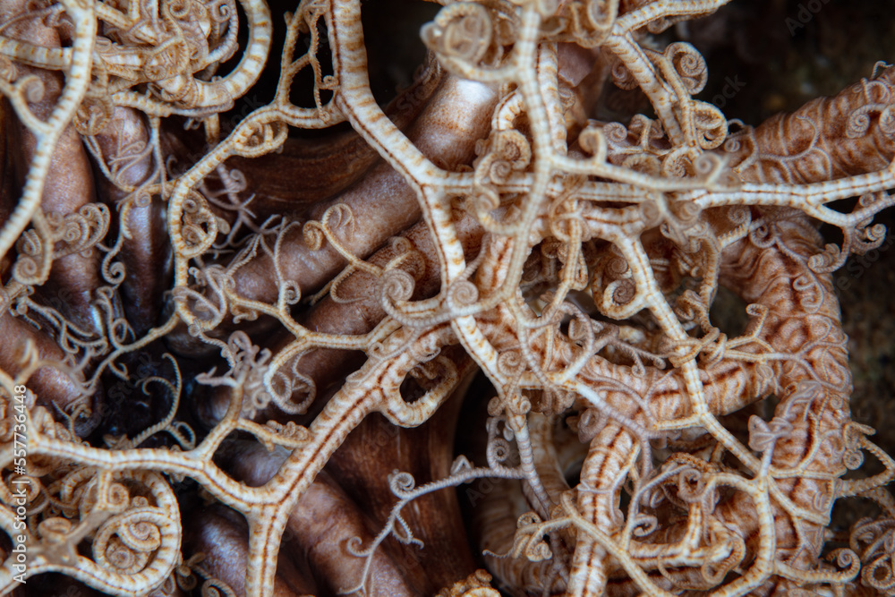 Detail of the articulated arms of a basket star on a coral reef in the ...