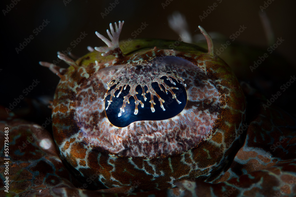 Detail of the eye of a crocodilefish, Cymbacephalus beauforti, in the Solomon Islands. This beautiful country is home to spectacular marine biodiversity and many historic WWII sites. Detail of the eye of a crocodilefish, Cymbacephalus beauforti, in the Solomon Islands. This beautiful country is home to spectacular marine biodiversity and many historic WWII sites.