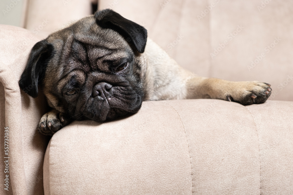 A one-year-old pug lies on a light beige sofa, a place for text. Purebred small dogs, pet shop.