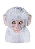 Baby monkey drawn in watercolor. Illustration of portrait on a white background