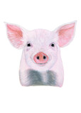 Baby piglet drawn in watercolor. Illustration of portrait on a white background
