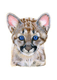 Baby cougar drawn in watercolor. Illustration of portrait on a white background